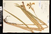 Iris virginica image