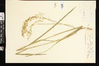 Glyceria canadensis image