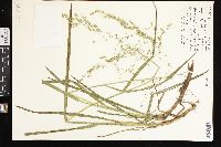 Glyceria canadensis image