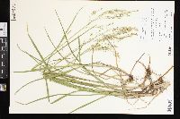 Glyceria canadensis var. laxa image