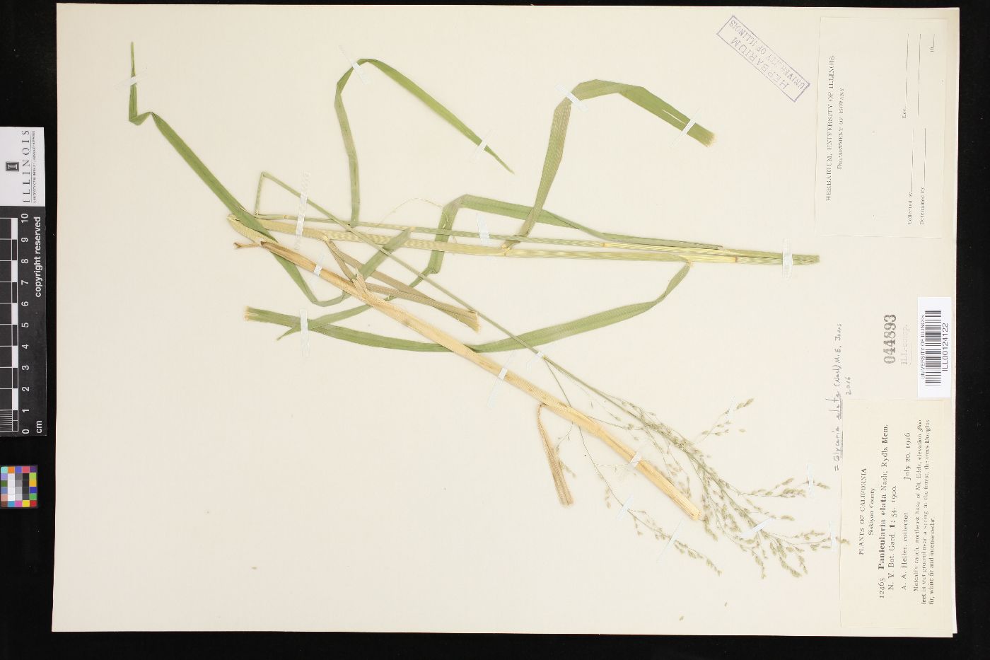 Glyceria elata image