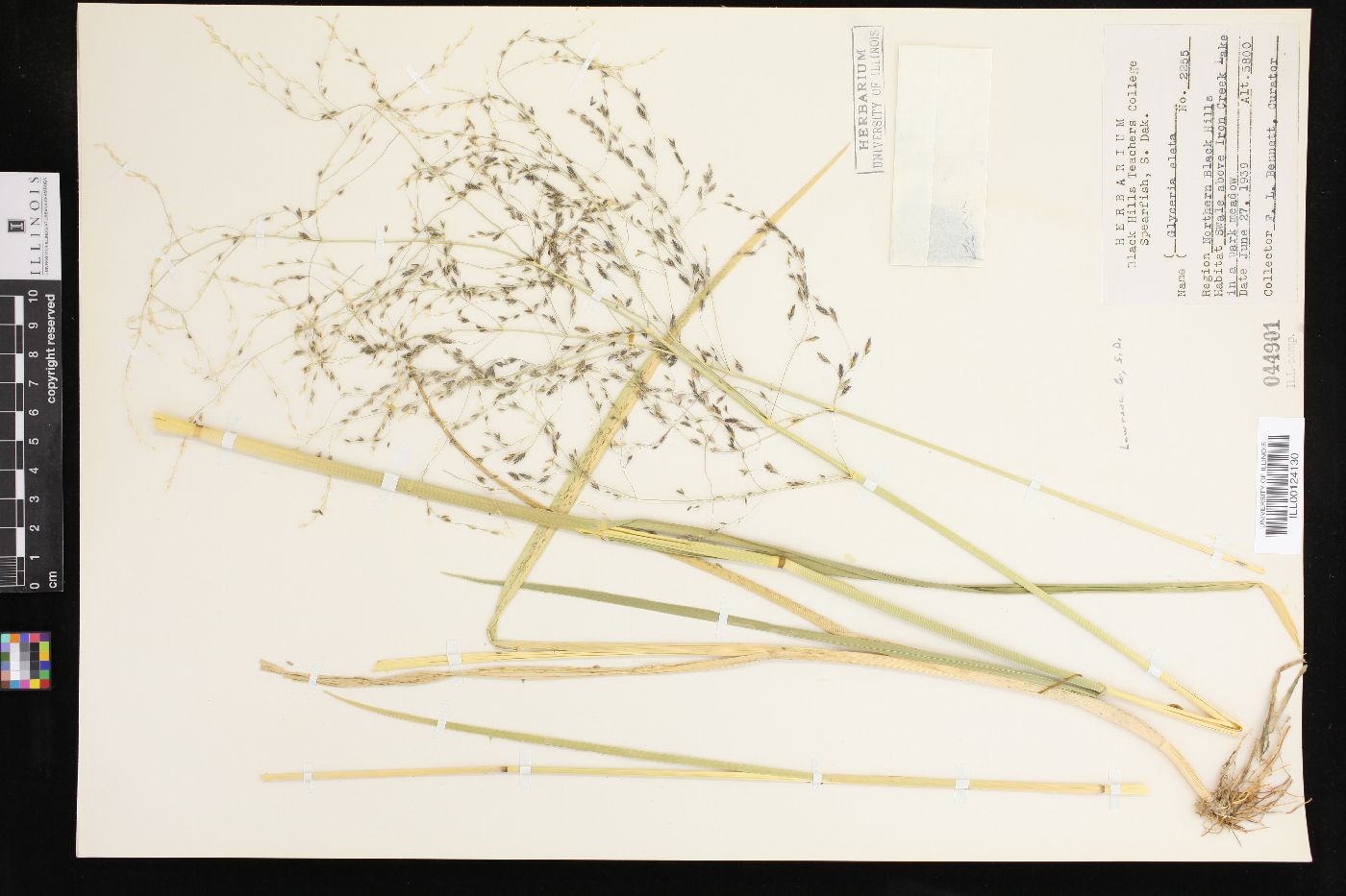 Glyceria elata image