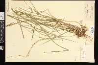 Glyceria melicaria image