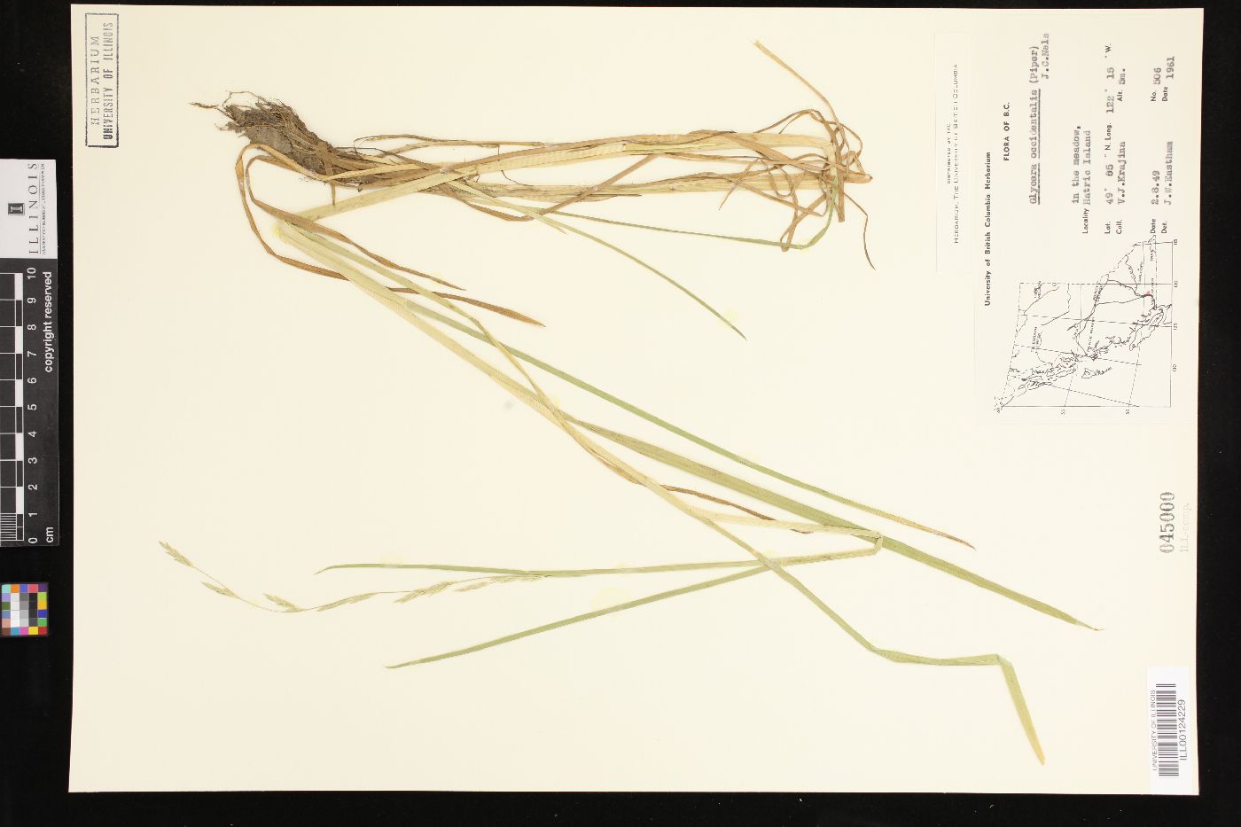 Glyceria occidentalis image