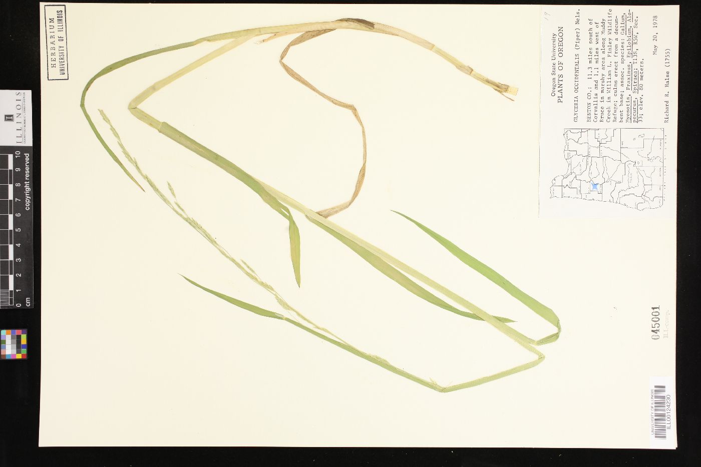 Glyceria occidentalis image