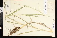 Glyceria septentrionalis image