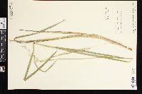 Glyceria septentrionalis image