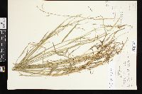 Glyceria septentrionalis image