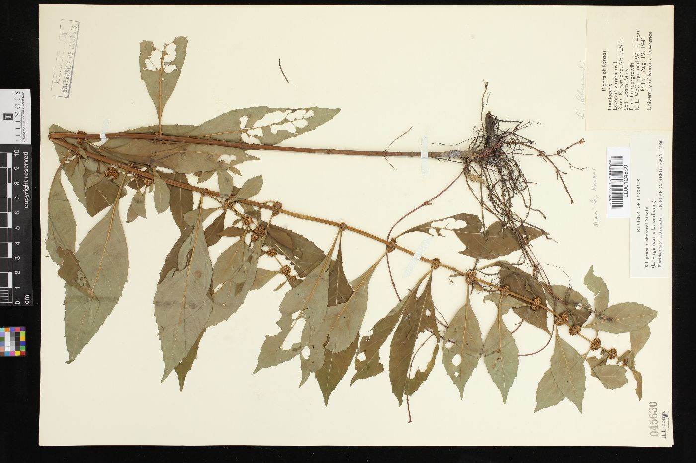 Lycopus × sherardii image