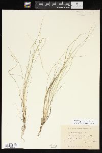 Carex atlantica subsp. capillacea image