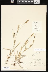 Carex microdonta image