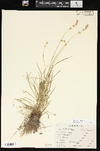 Carex praticola image