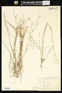 Juncus abortivus image