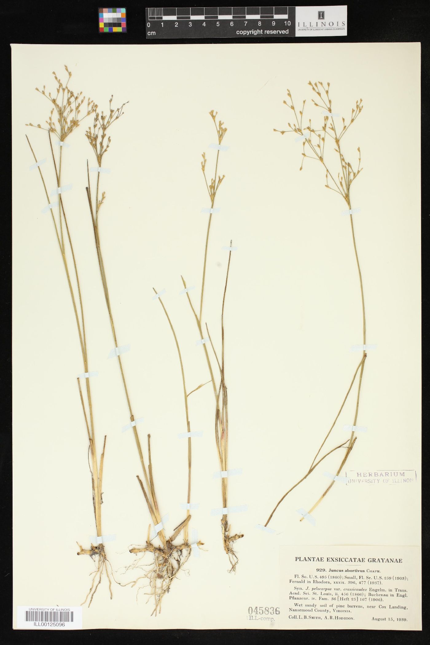 Juncus abortivus image