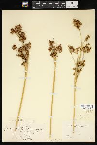 Juncus acutus image