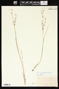 Juncus alpinoarticulatus image