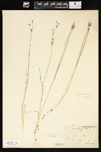 Juncus alpinoarticulatus image