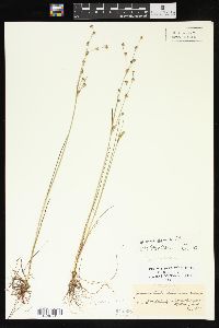 Juncus alpinoarticulatus image