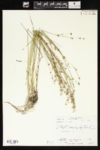 Juncus alpinoarticulatus image