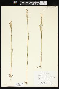 Juncus alpinoarticulatus image