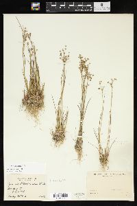 Juncus alpinoarticulatus image