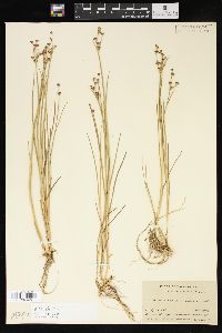 Juncus alpinoarticulatus image