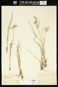 Juncus alpinoarticulatus image