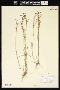 Juncus alpinoarticulatus image