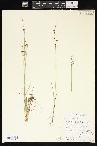 Juncus alpinoarticulatus image