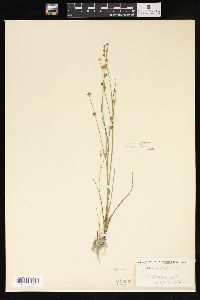 Juncus alpinoarticulatus image