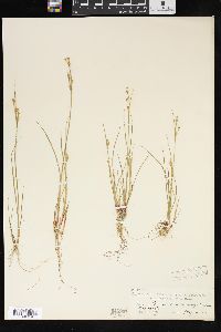 Juncus alpinoarticulatus image