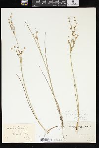 Juncus alpinoarticulatus image