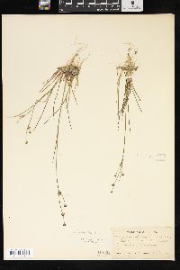 Juncus alpinoarticulatus image