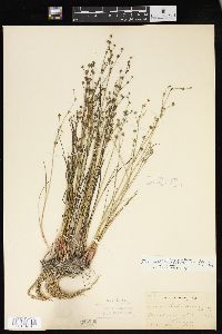 Juncus alpinoarticulatus image