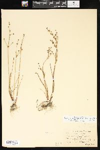 Juncus alpinoarticulatus image