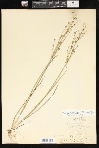 Juncus alpinoarticulatus subsp. rariflorus image