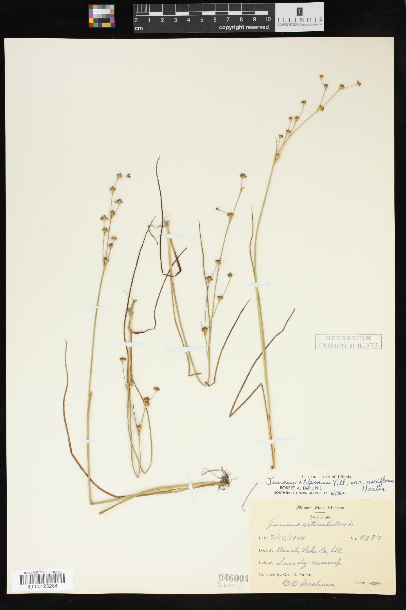 Juncus alpinoarticulatus subsp. rariflorus image