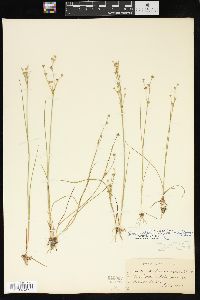 Juncus alpinoarticulatus subsp. rariflorus image