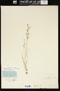 Juncus alpinoarticulatus image