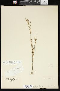 Juncus alpinoarticulatus image