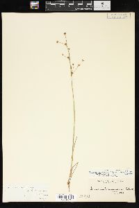 Juncus alpinoarticulatus subsp. rariflorus image