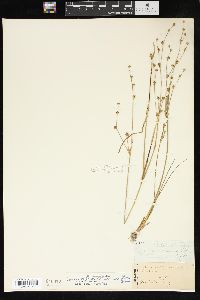 Juncus alpinoarticulatus image