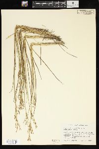 Juncus alpinoarticulatus subsp. rariflorus image