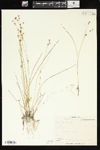 Juncus alpinoarticulatus subsp. rariflorus image