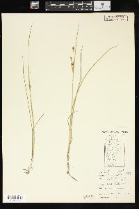 Juncus alpinoarticulatus image