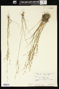 Juncus alpinoarticulatus subsp. rariflorus image