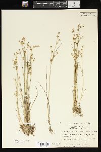 Juncus alpinoarticulatus subsp. rariflorus image