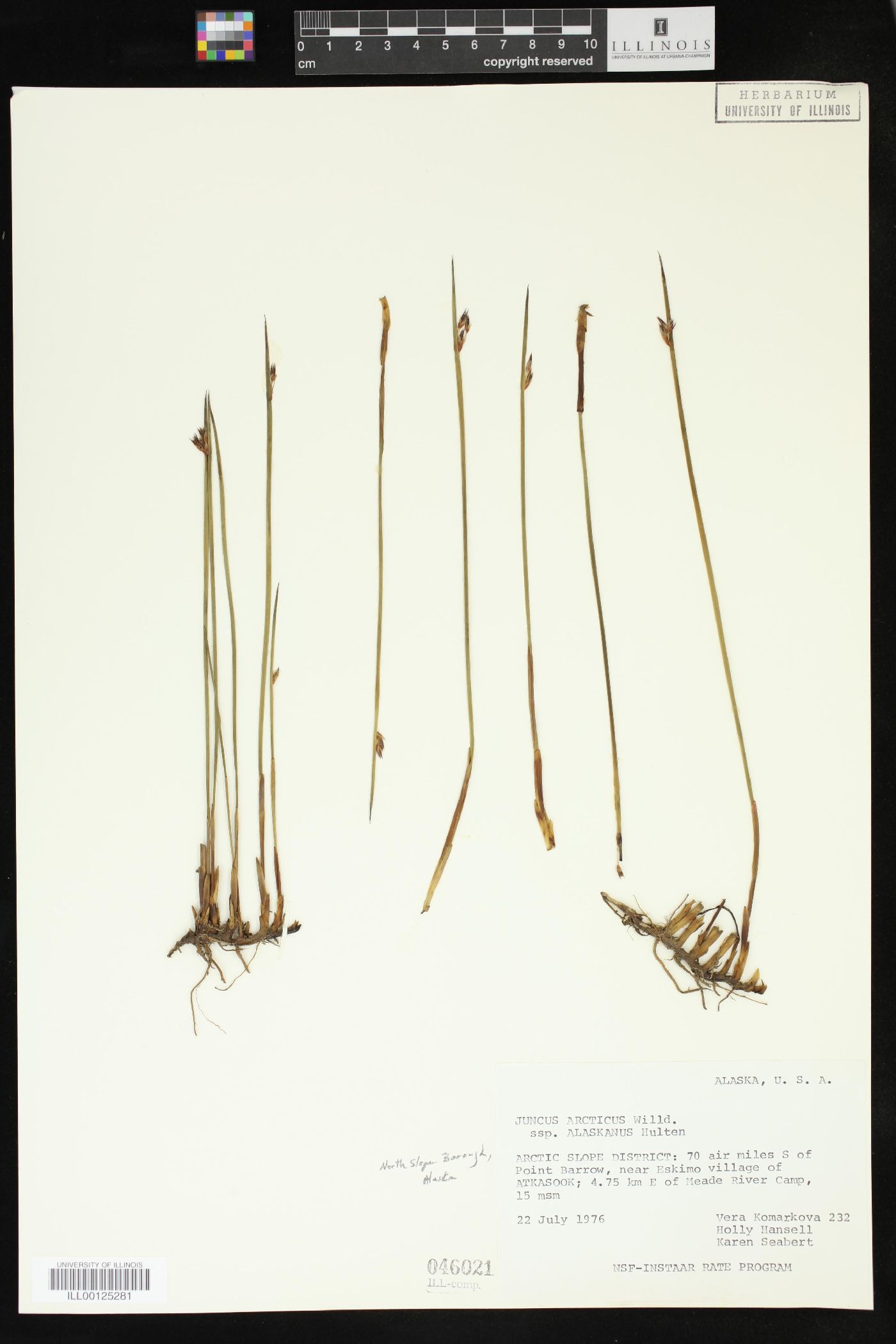 Juncus arcticus subsp. alaskanus image