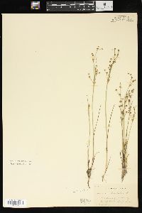 Juncus articulatus image