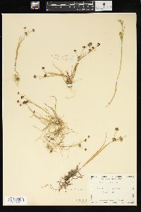 Juncus articulatus image